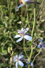 Delphinium parishii