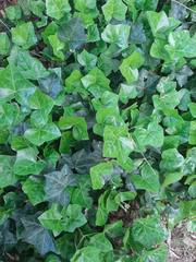 Hedera helix