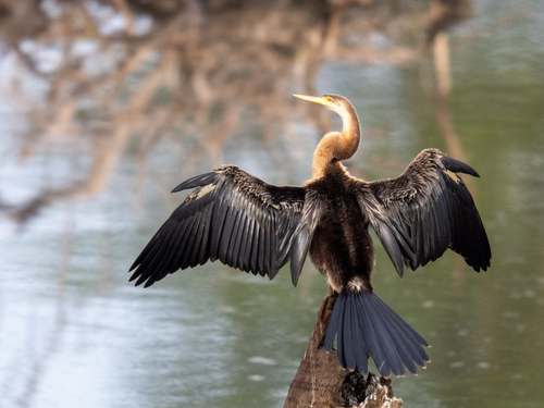 African Darter
