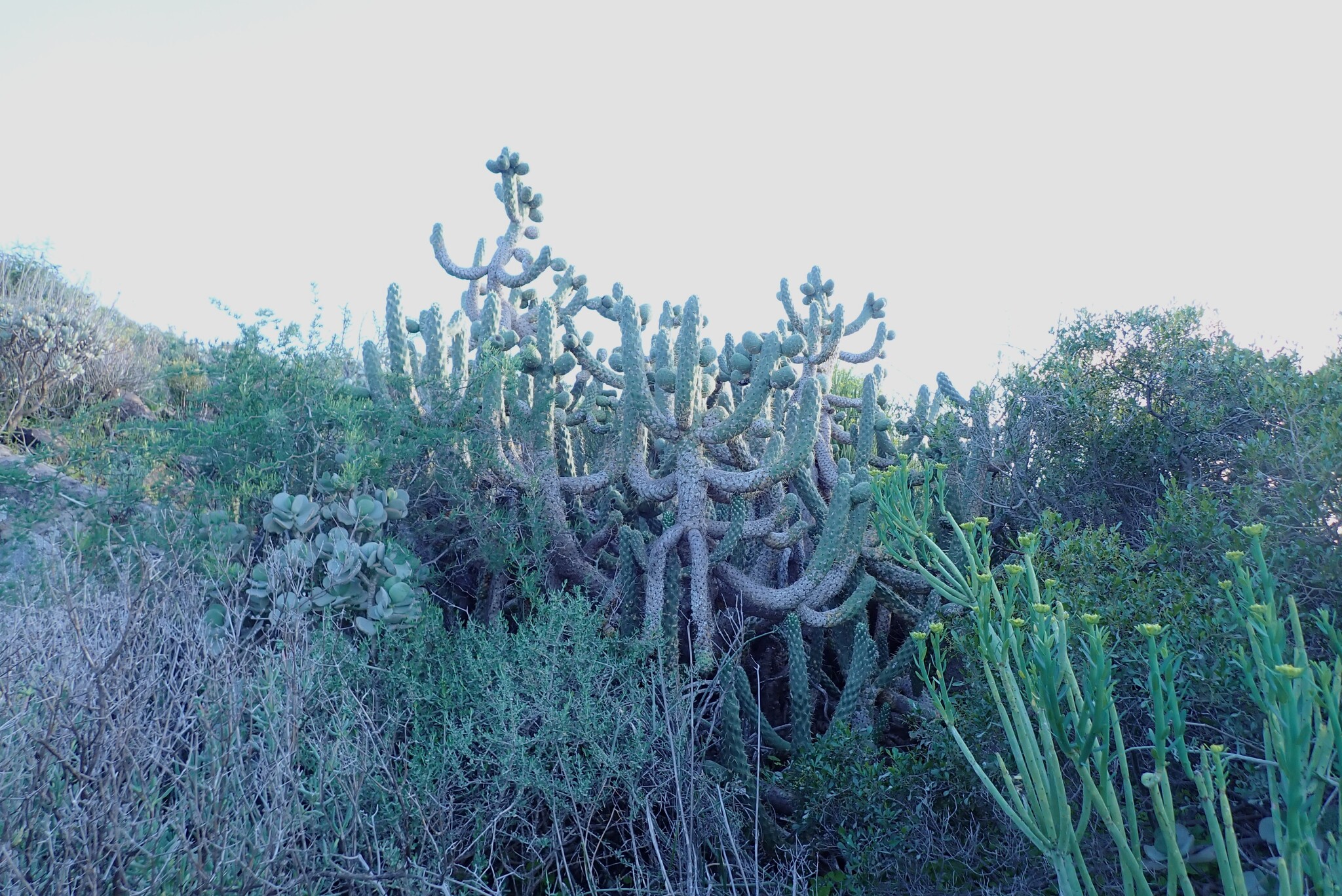 Imagem de Austrocylindropuntia cylindrica