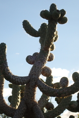 Austrocylindropuntia cylindrica, photograph (c) Karen Eichholz, some rights reserved (CC BY)