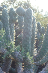 Austrocylindropuntia cylindrica, photograph (c) Karen Eichholz, some rights reserved (CC BY)
