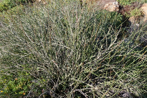 Euphorbia rhombifolia, photograph 1