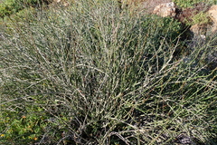Euphorbia rhombifolia, photograph (c) Karen Eichholz, some rights reserved (CC BY)