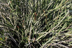 Euphorbia rhombifolia