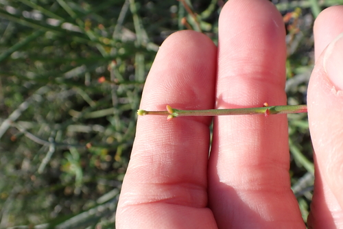 Euphorbia rhombifolia, photograph 2