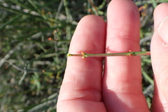 Euphorbia rhombifolia, photograph (c) Karen Eichholz, some rights reserved (CC BY)