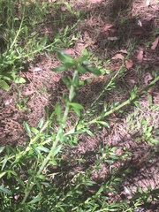 Eriogonum fasciculatum fasciculatum