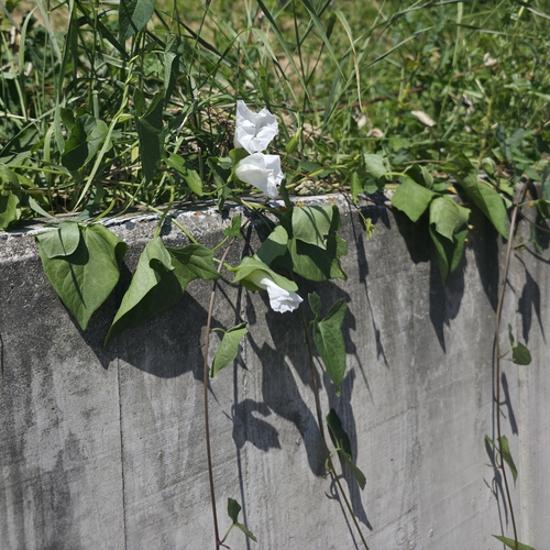 hedge bindweed