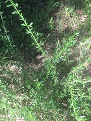 Eriogonum fasciculatum fasciculatum