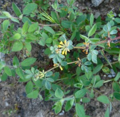 Acmispon micranthus