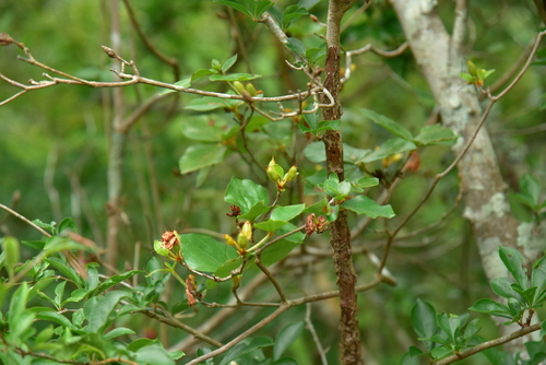Rhododendron sanctum iNat (2)