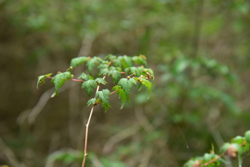 Laceshrub