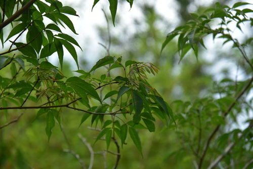 Siebold Ash