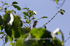 Contopus hispaniolensis