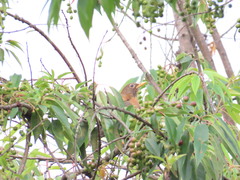 Turdus rufitorques