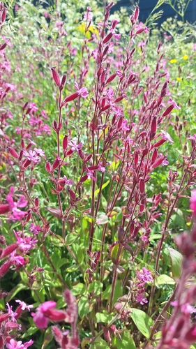 red campion