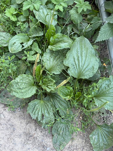 greater plantain