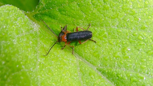 Cantharis flavilabris