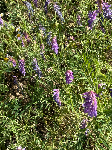 tufted vetch