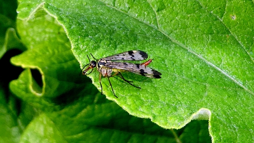 Common European Scorpionfly