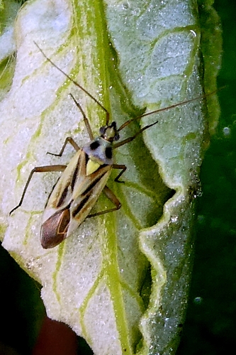 Two-spotted Grass Bug