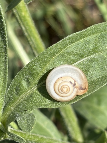 Carthusian Nun Snail