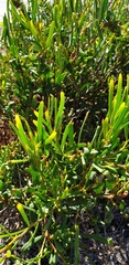 Acacia cupularis