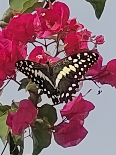 Citrus Swallowtail