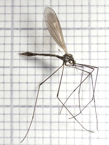 Neolimnomyia filata
