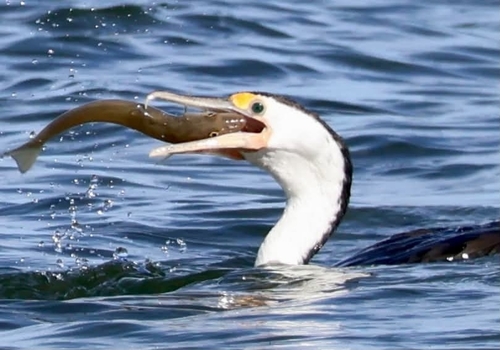 Pied Cormorant