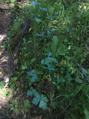 Sanicula crassicaulis