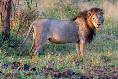 Southern Lion