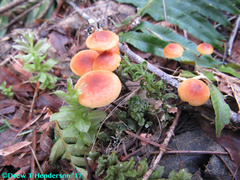 Heimiomyces fulvipes