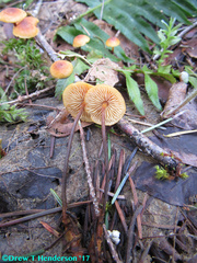 Heimiomyces fulvipes