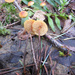 Heimiomyces fulvipes - Photo (c) Drew T Henderson, alguns direitos reservados (CC BY-NC), uploaded by Drew T Henderson