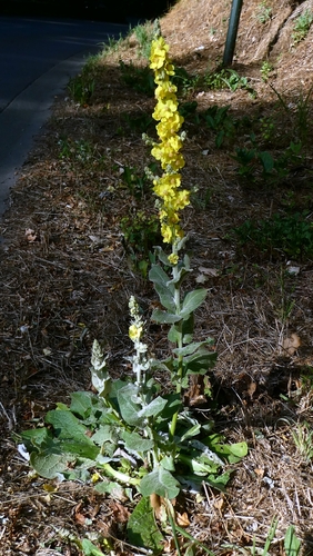 Hoary Mullein
