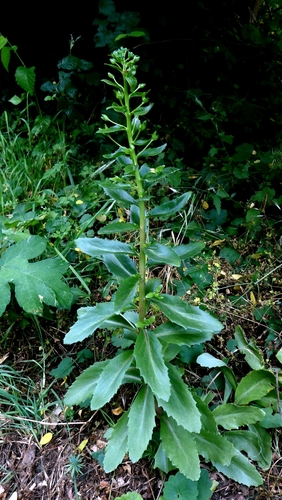 Orpine