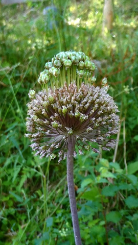 Wild Leek