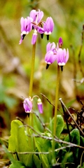 Primula frigida