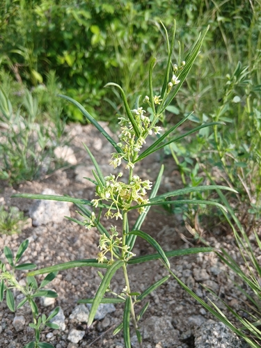 Cynanchum thesioides, photograph 3