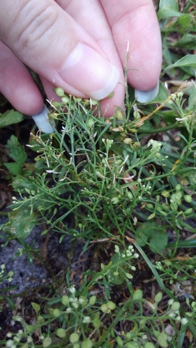 Lepidium virginicum image