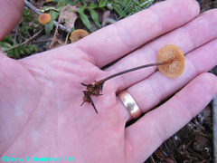 Heimiomyces fulvipes