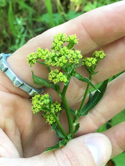 Sanicula crassicaulis