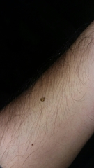 Psyllobora confluens