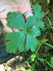 Sanicula crassicaulis