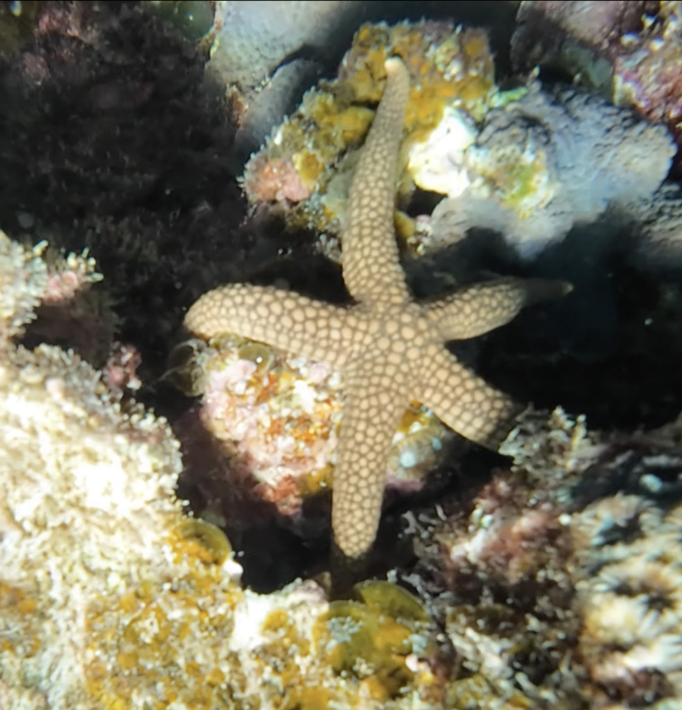 Brown mesh sea star