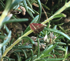 Pyrausta volupialis