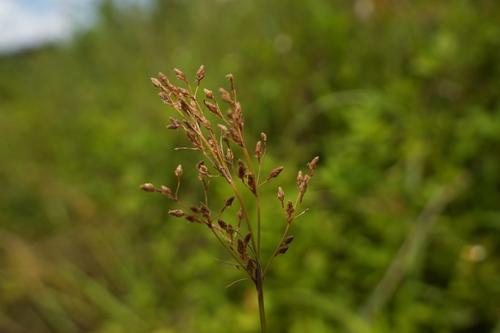 Fimbristylis littoralis iNat (3)