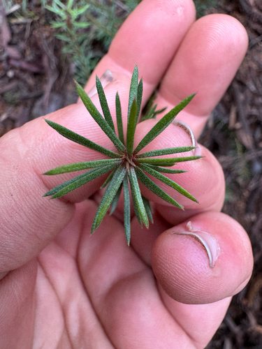 Dwarf Geebung